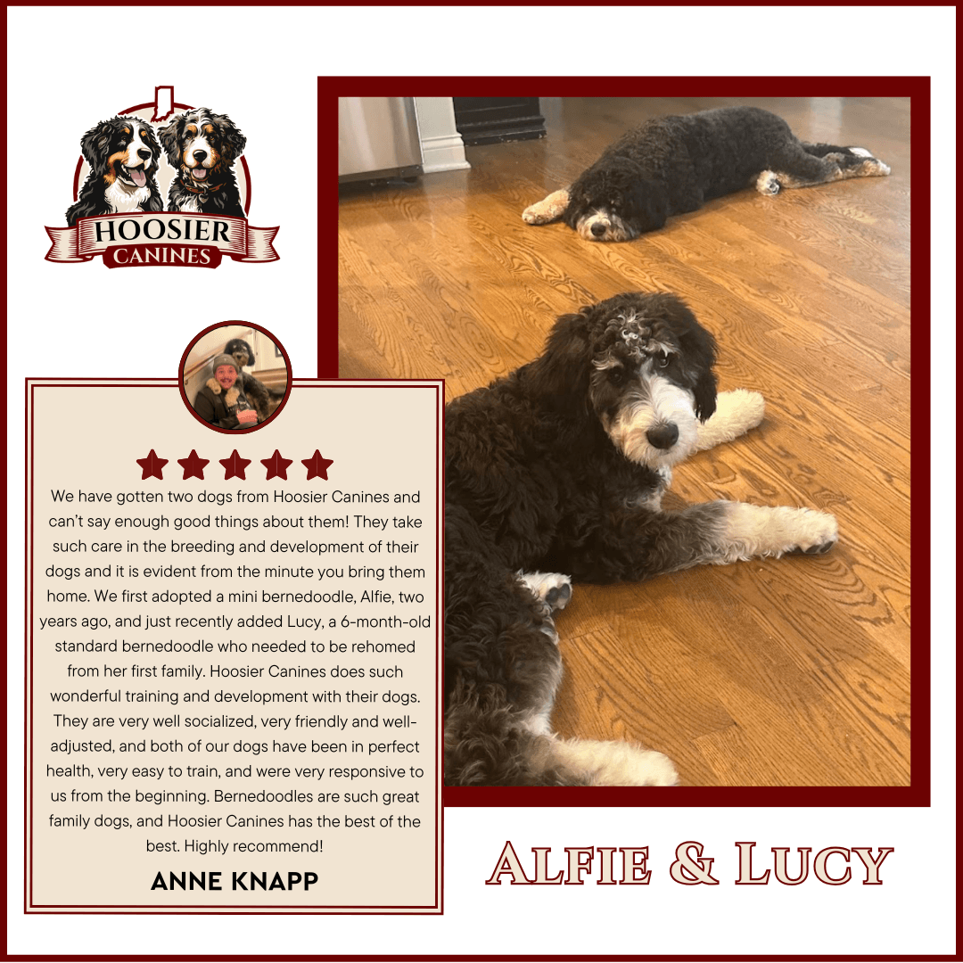 Hoosier Canines puppy social media design